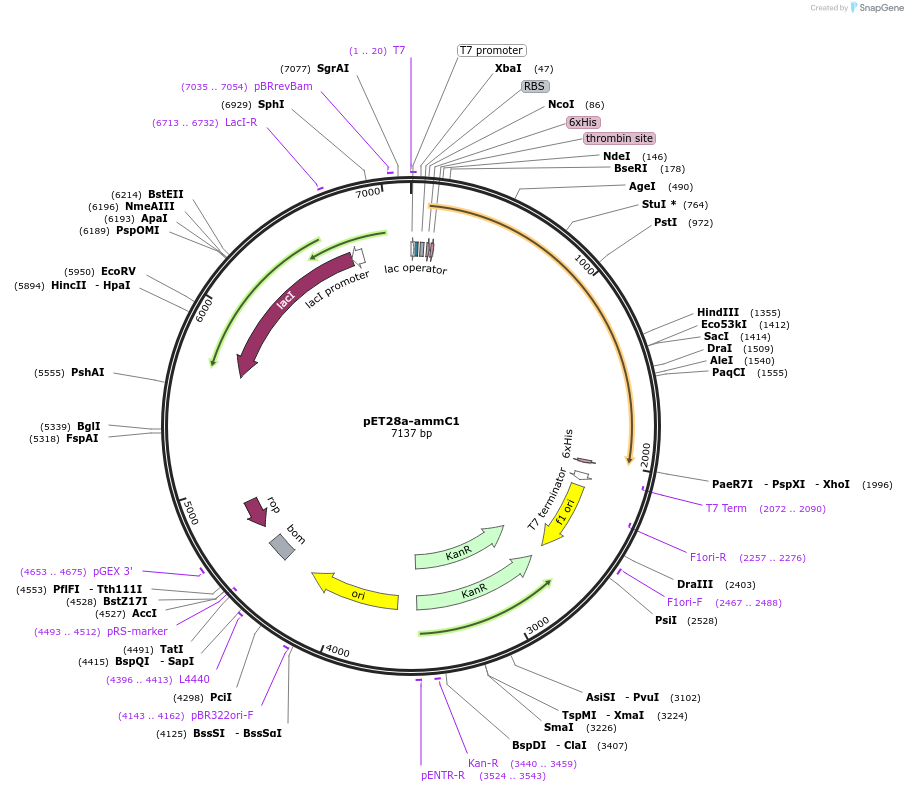 167816-plasmid-map-sequence-id-331735