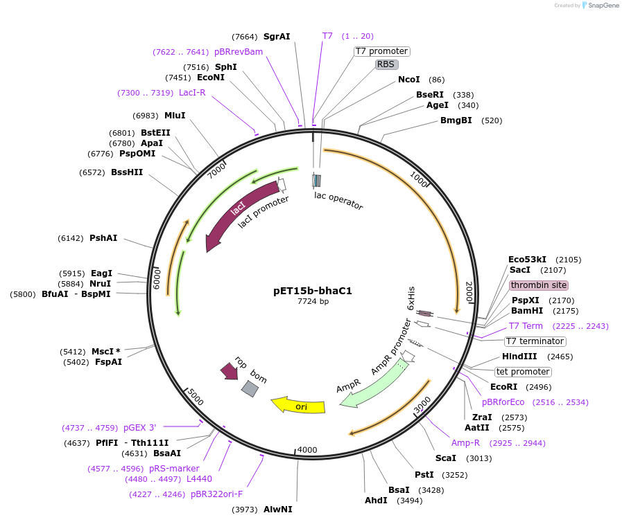 167814-plasmid-map-sequence-id-331738