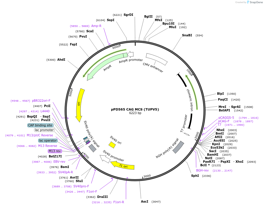 139225-plasmid-map-sequence-id-331745