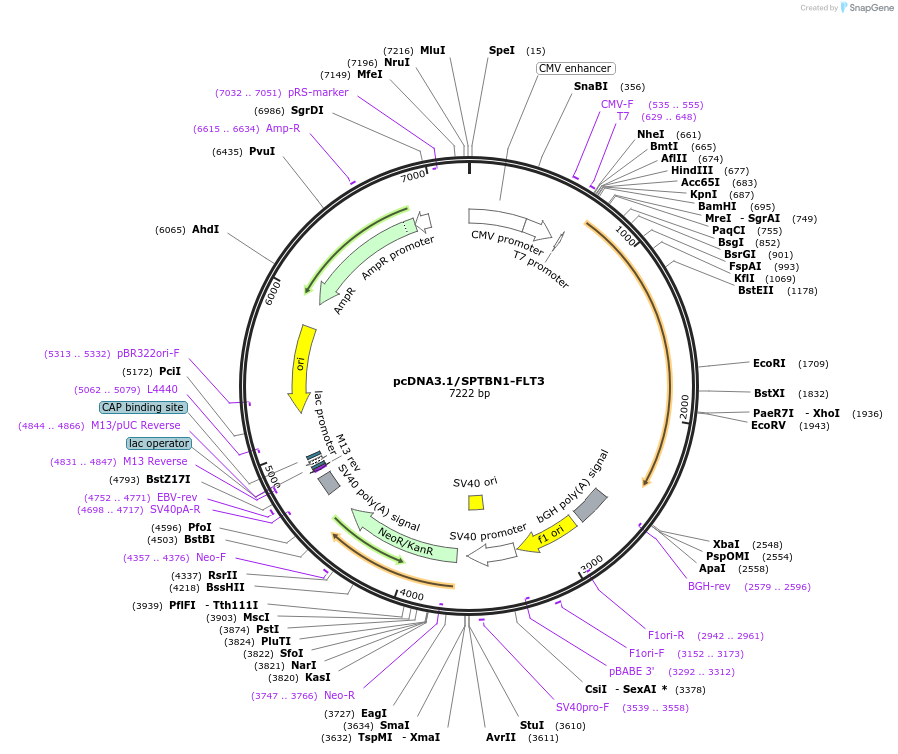 168115-plasmid-map-sequence-id-331752