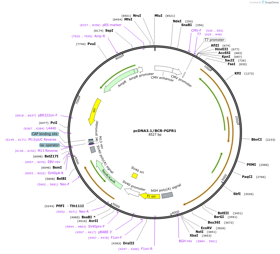 167490-plasmid-map-sequence-id-331753