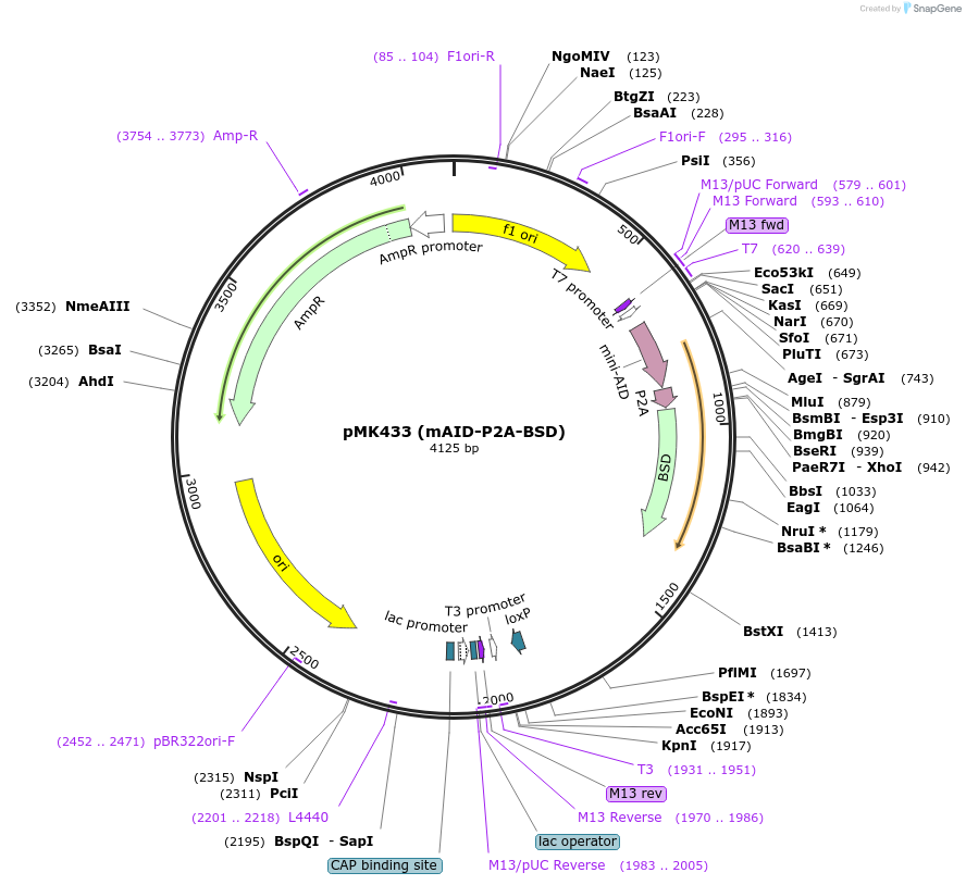 168228-plasmid-map-sequence-id-331853