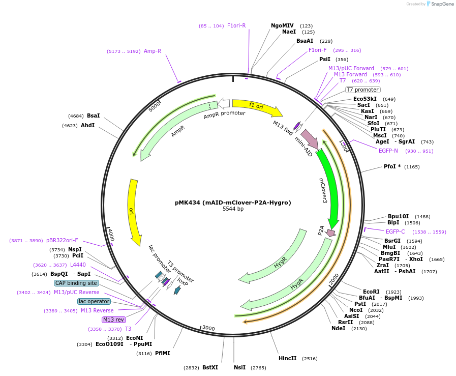 168229-plasmid-map-sequence-id-331854