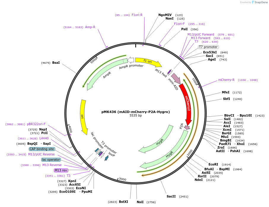 168231-plasmid-map-sequence-id-331857