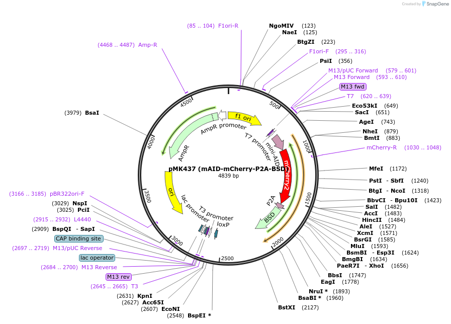 168232-plasmid-map-sequence-id-331858