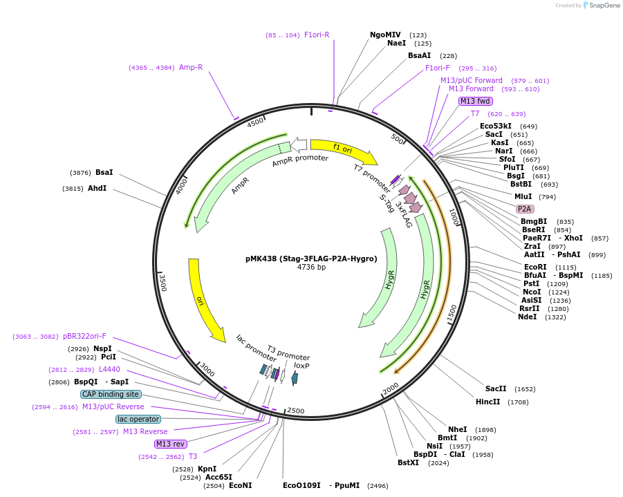 168233-plasmid-map-sequence-id-331860