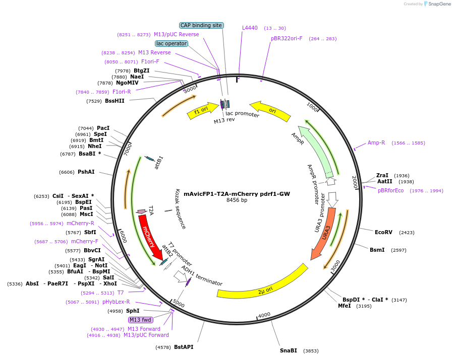 168073-plasmid-map-sequence-id-331864