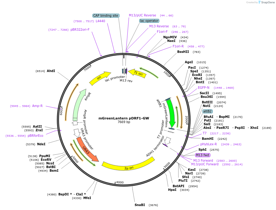 168093-plasmid-map-sequence-id-331866