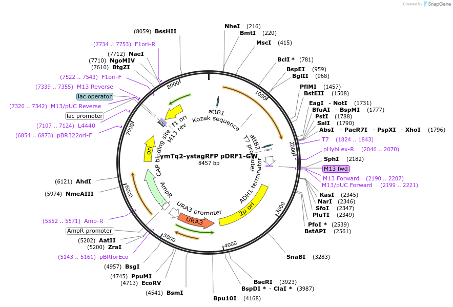 168070-plasmid-map-sequence-id-331867