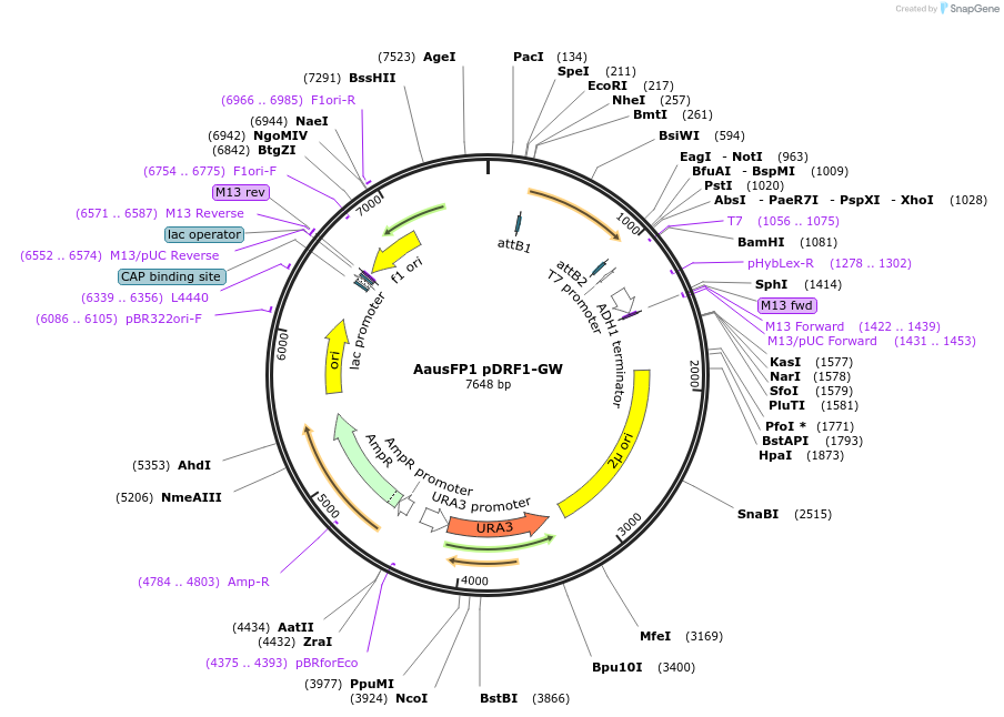 168088-plasmid-map-sequence-id-331869