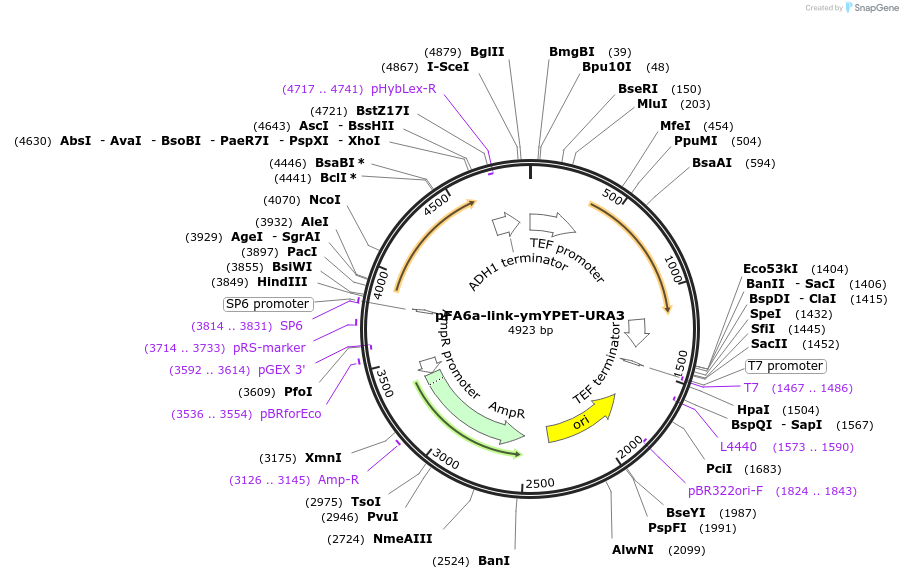 168056-plasmid-map-sequence-id-331870