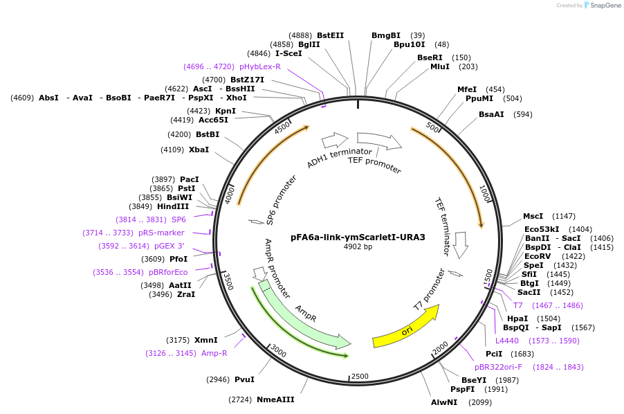 168055-plasmid-map-sequence-id-331871