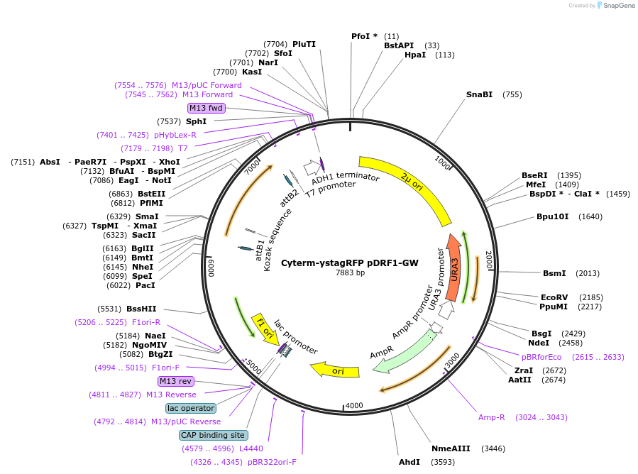 168061-plasmid-map-sequence-id-331875