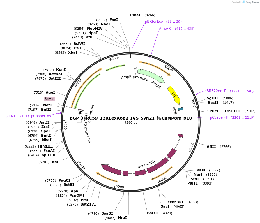 162384-plasmid-map-sequence-id-331878