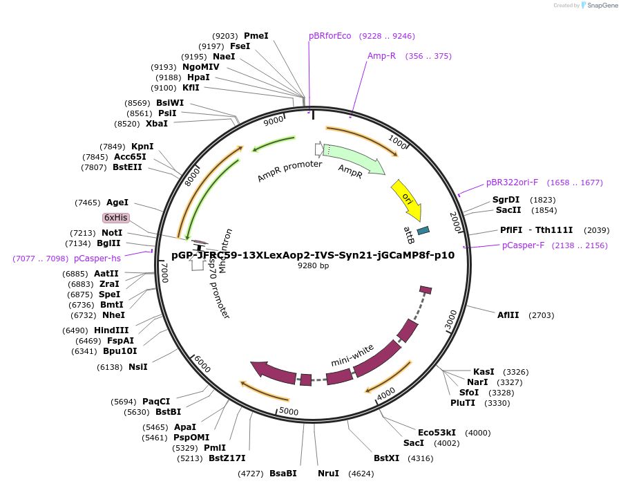 162385-plasmid-map-sequence-id-331879