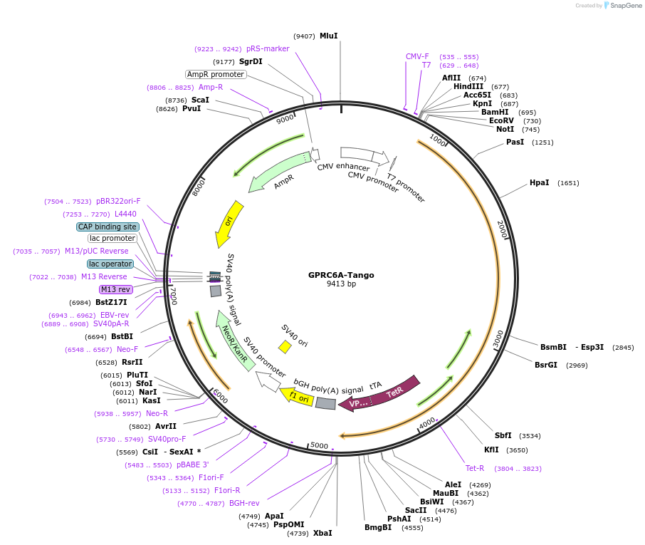 66386-plasmid-map-sequence-id-331886