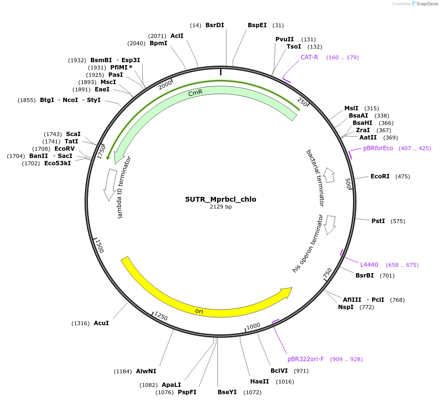 163934-plasmid-map-sequence-id-331894
