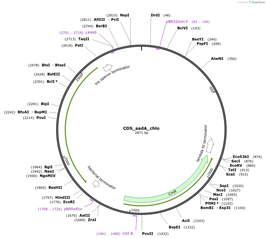 163935-plasmid-map-sequence-id-331897