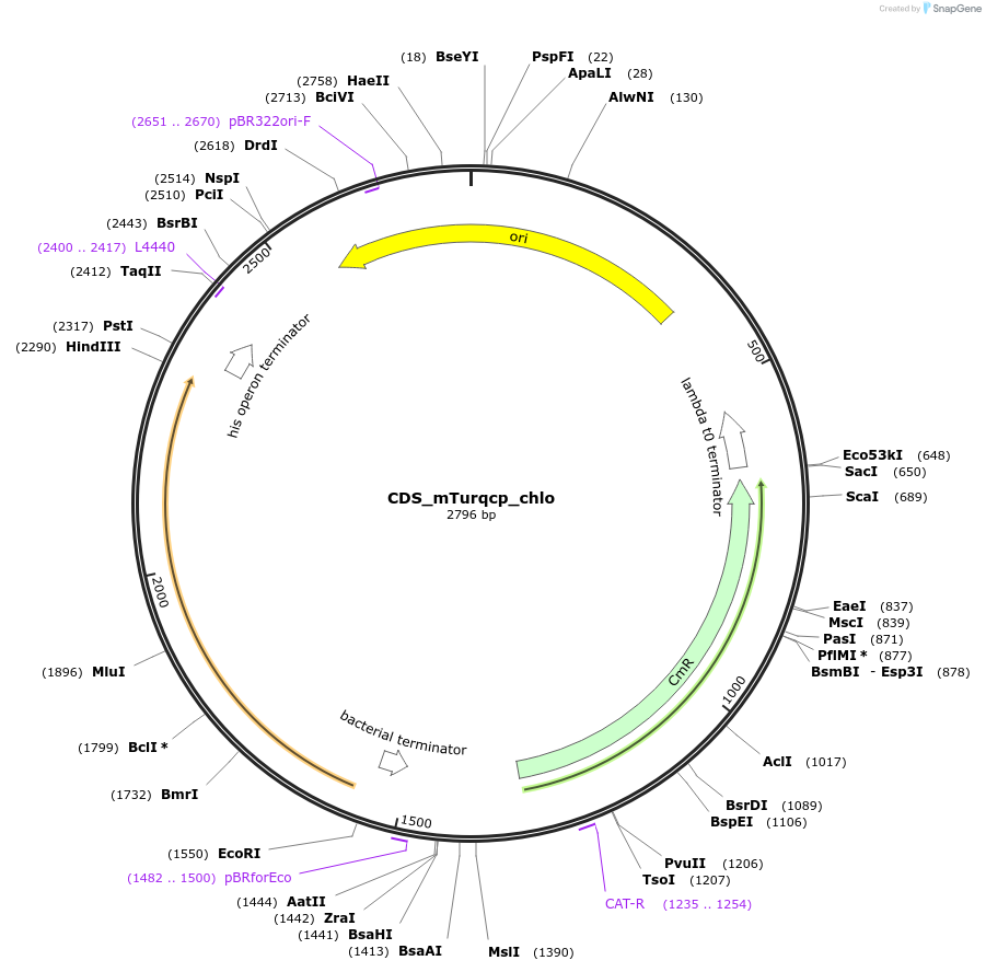 163936-plasmid-map-sequence-id-331898