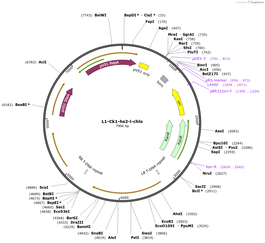 163938-plasmid-map-sequence-id-331900