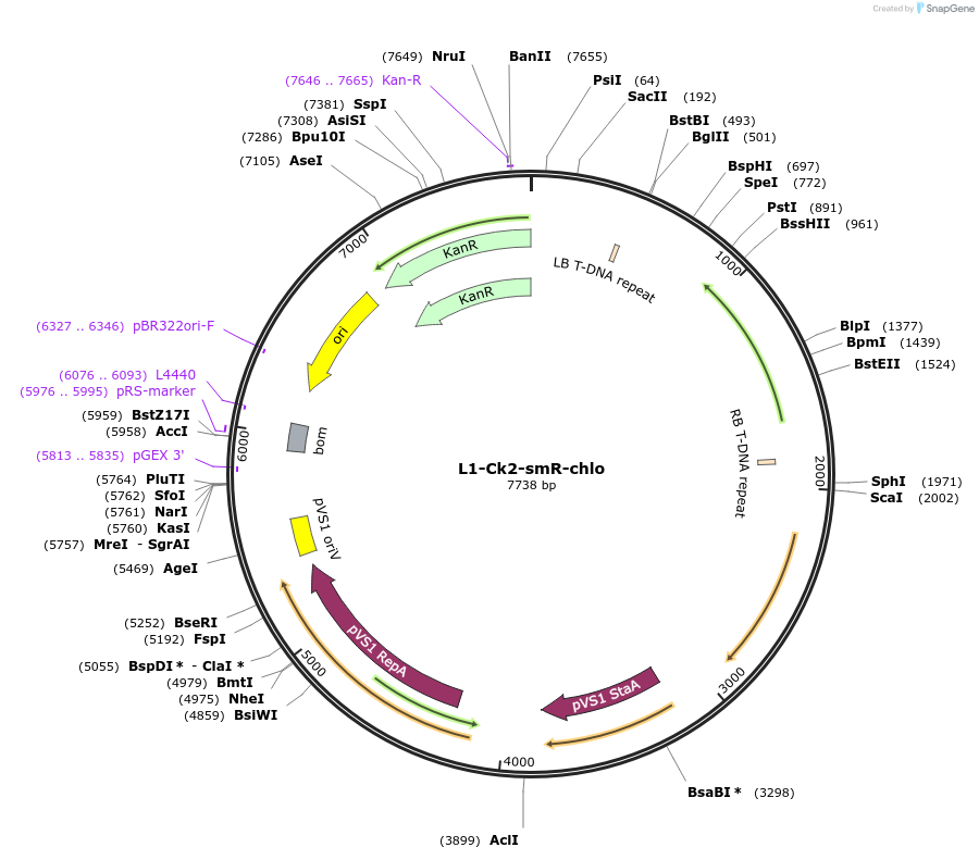 163939-plasmid-map-sequence-id-331903