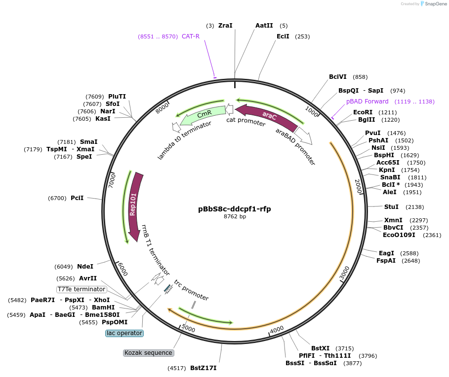 153038-plasmid-map-sequence-id-331904