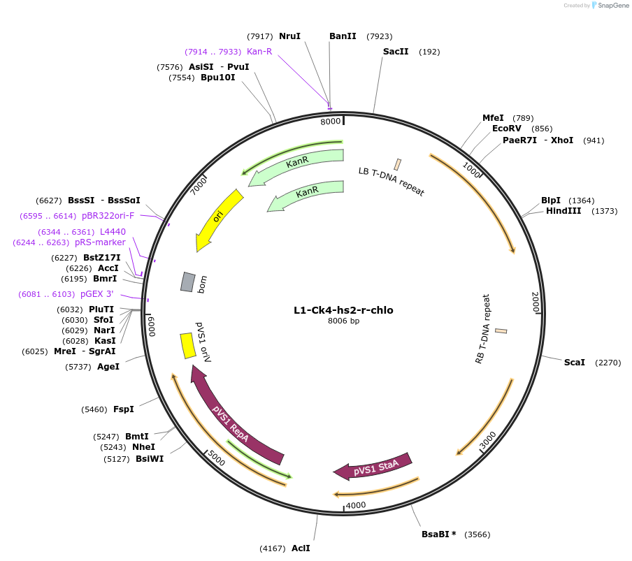 163941-plasmid-map-sequence-id-331912