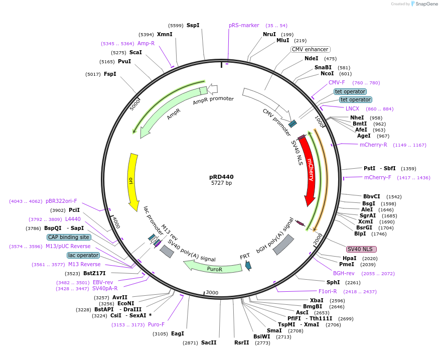 168466-plasmid-map-sequence-id-331916
