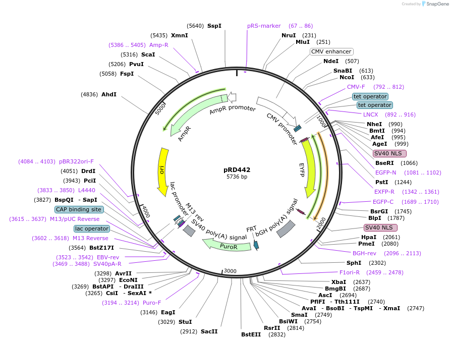 168468-plasmid-map-sequence-id-331919