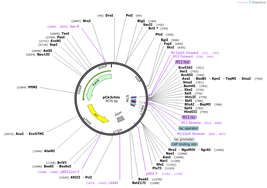 163944-plasmid-map-sequence-id-331924
