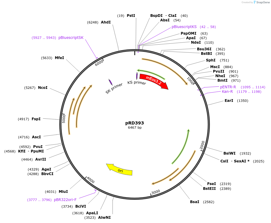 168774-plasmid-map-sequence-id-331932