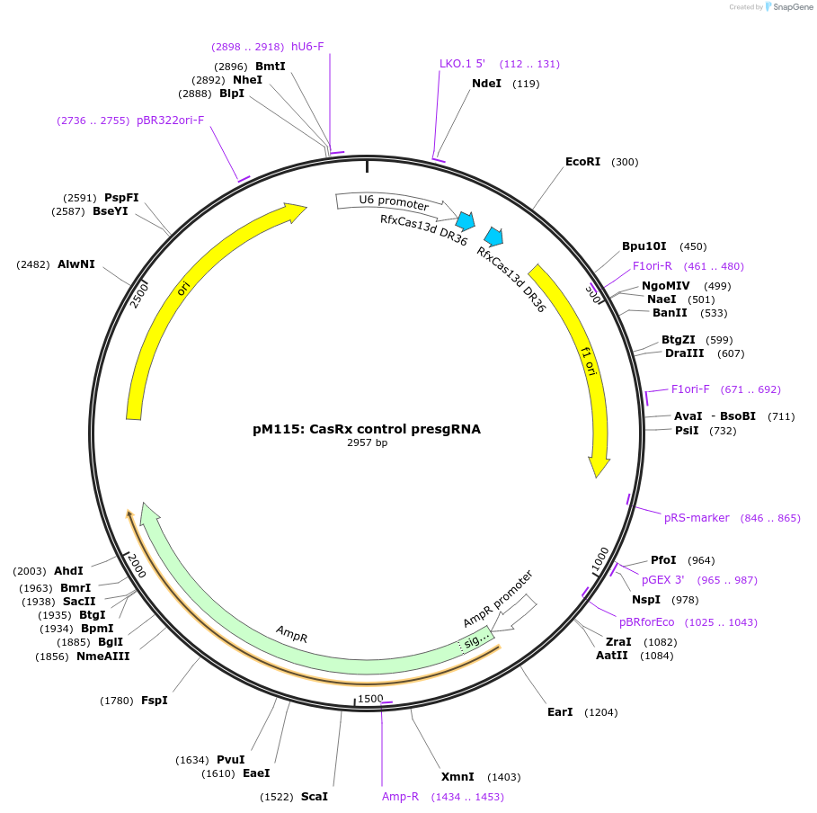 166867-plasmid-map-sequence-id-331934
