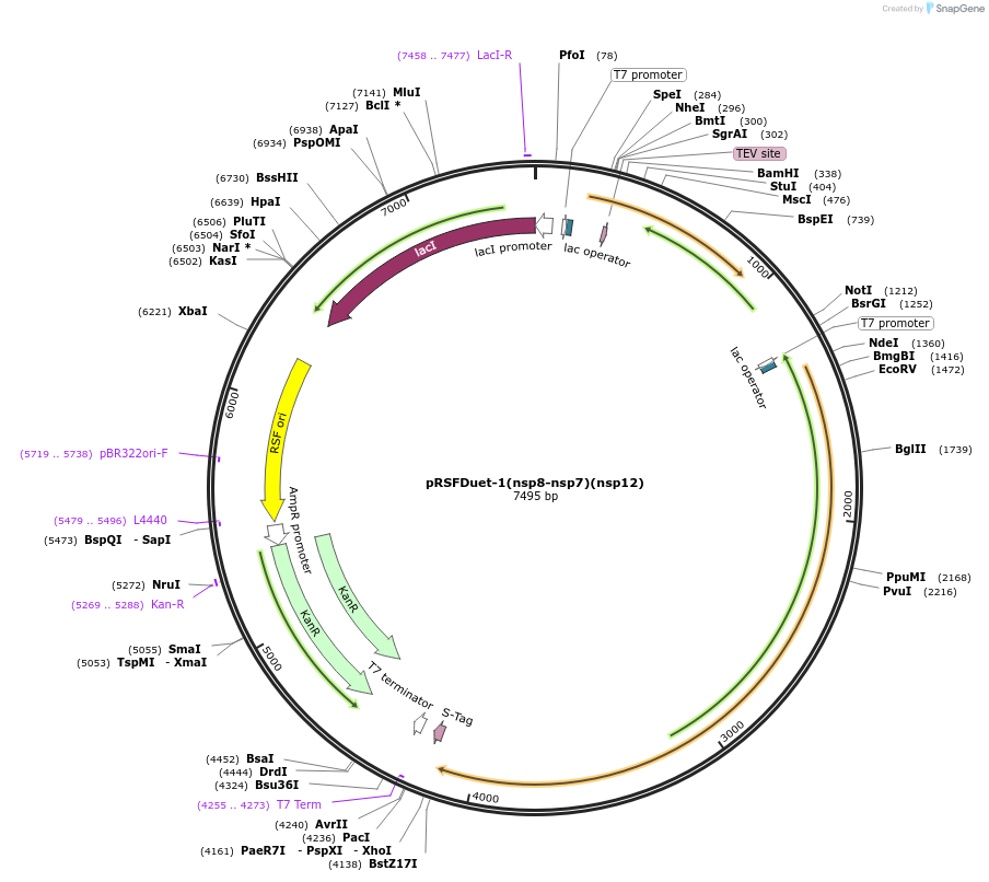165451-plasmid-map-sequence-id-331948