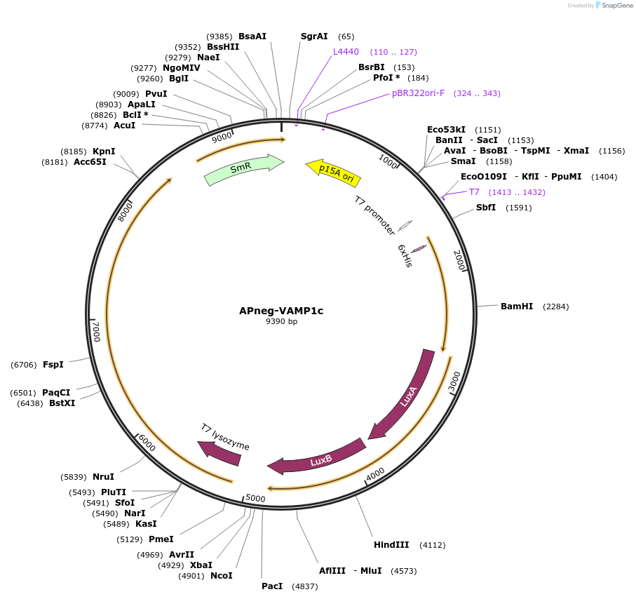 168009-plasmid-map-sequence-id-331952