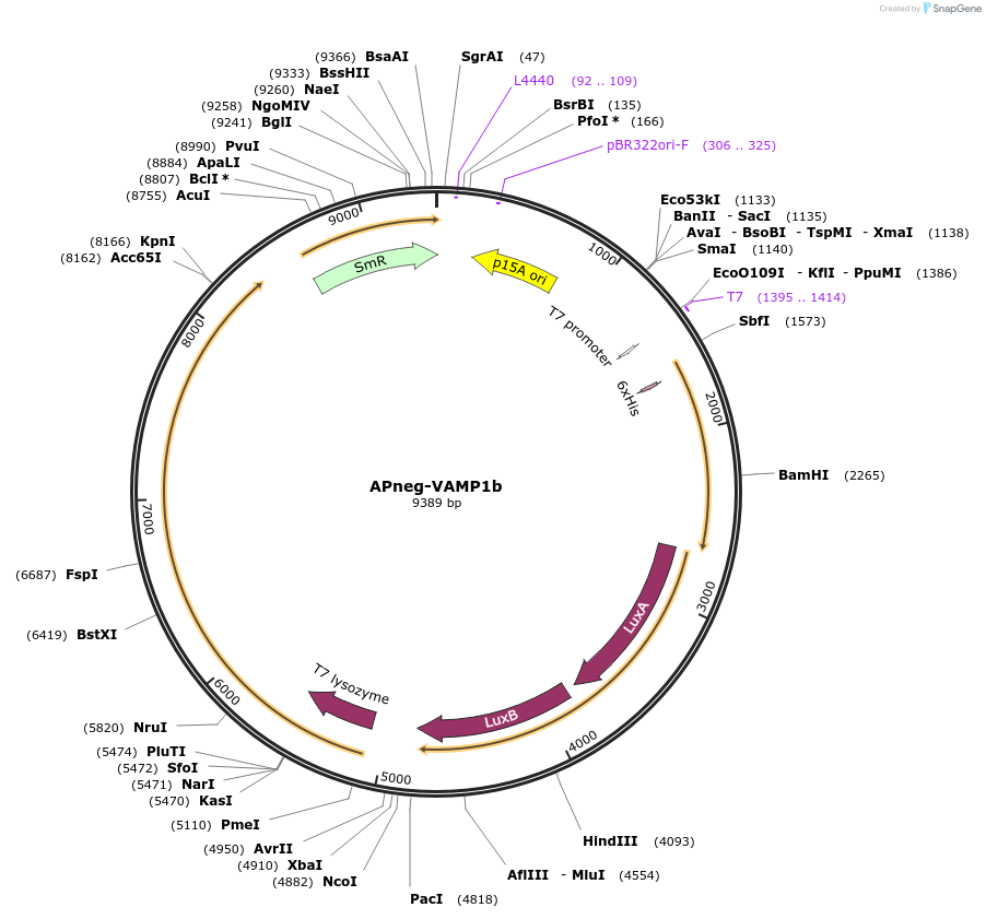 168008-plasmid-map-sequence-id-331959
