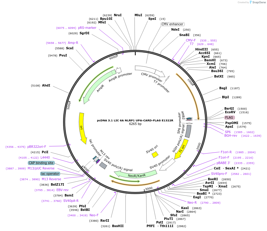 166814-plasmid-map-sequence-id-331962