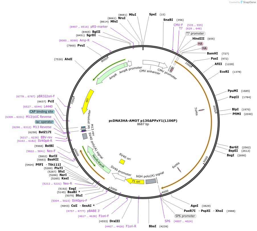 166714-plasmid-map-sequence-id-331964