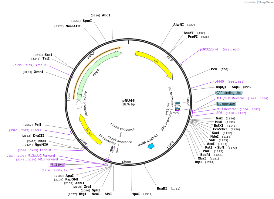 167668-plasmid-map-sequence-id-331965