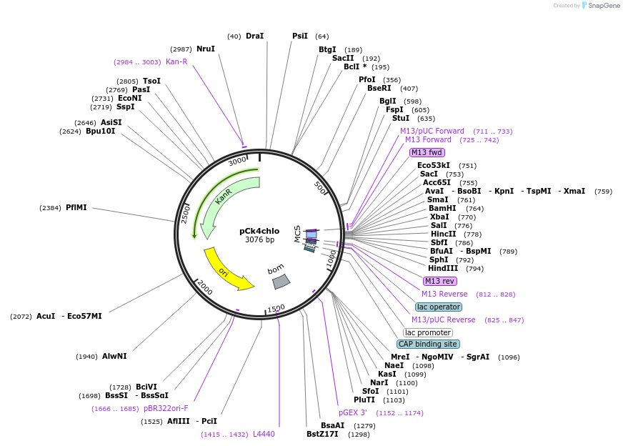 163945-plasmid-map-sequence-id-331995