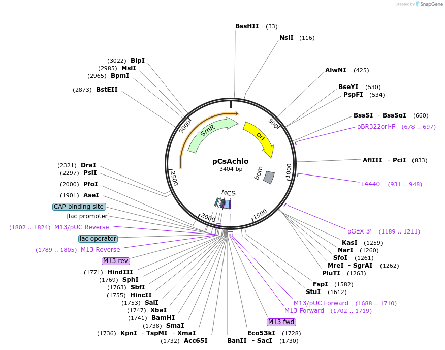 163946-plasmid-map-sequence-id-331996
