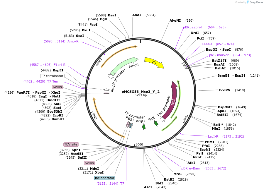 167262-plasmid-map-sequence-id-331997