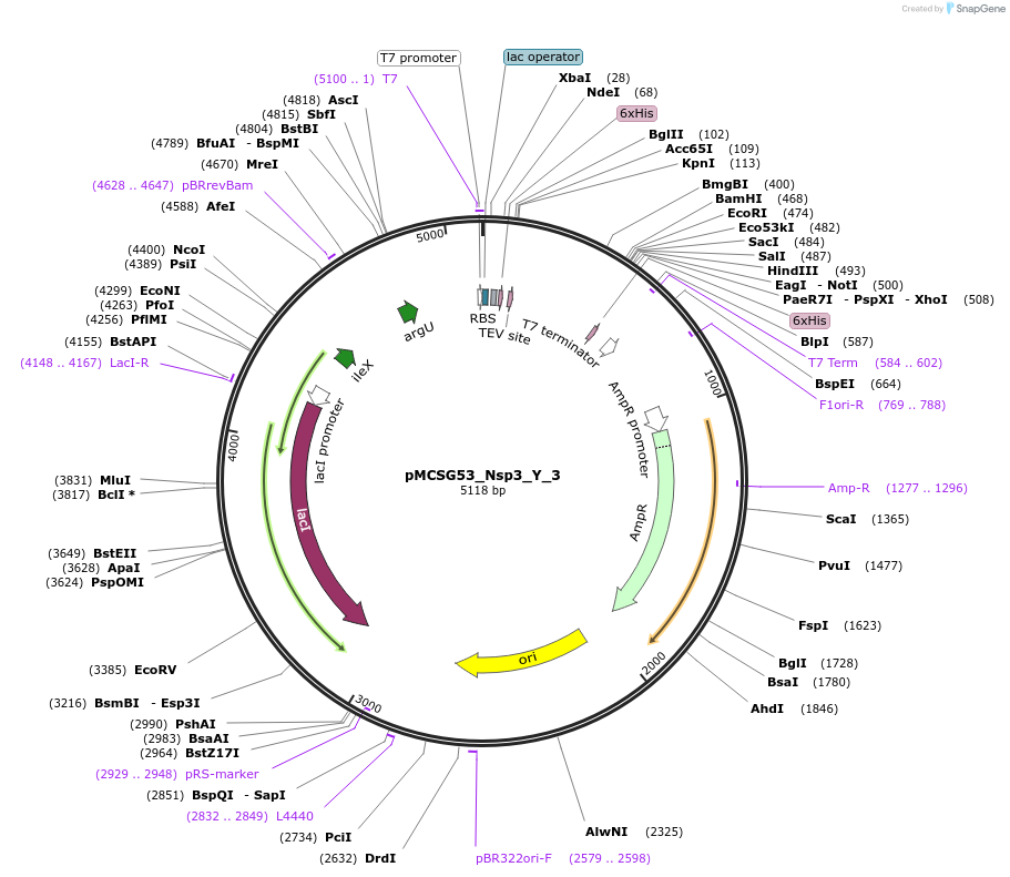 167263-plasmid-map-sequence-id-331999