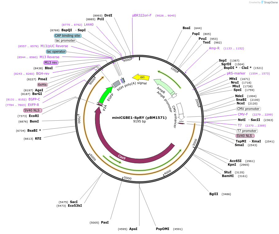170105-plasmid-map-sequence-id-332000