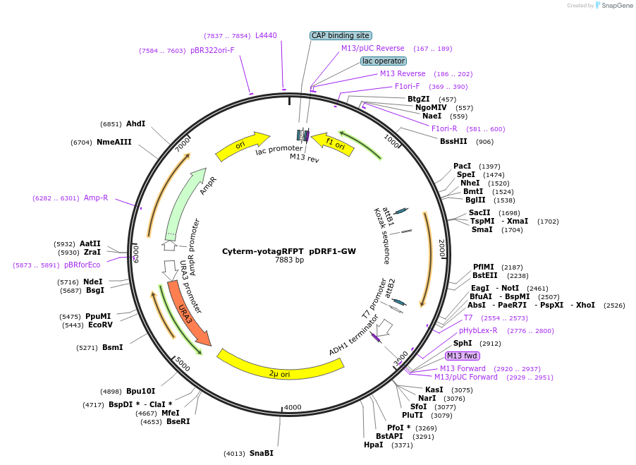 168090-plasmid-map-sequence-id-332003