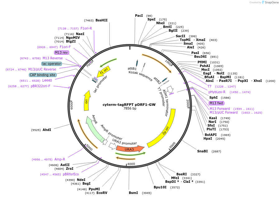 168081-plasmid-map-sequence-id-332004