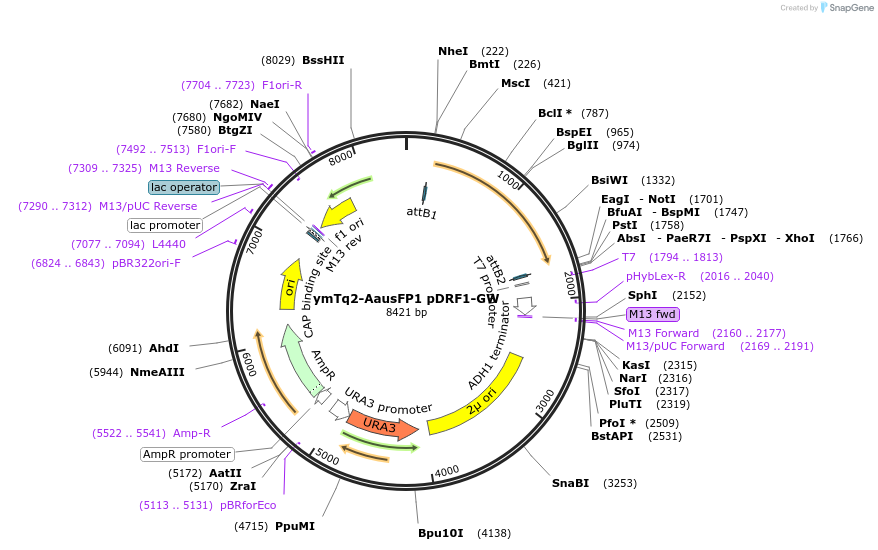168064-plasmid-map-sequence-id-332005