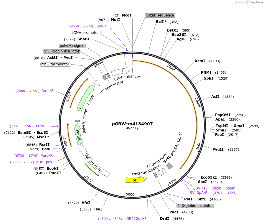 151921-plasmid-map-sequence-id-332024