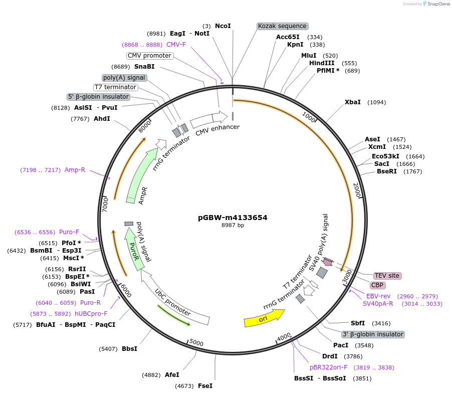 152758-plasmid-map-sequence-id-332025