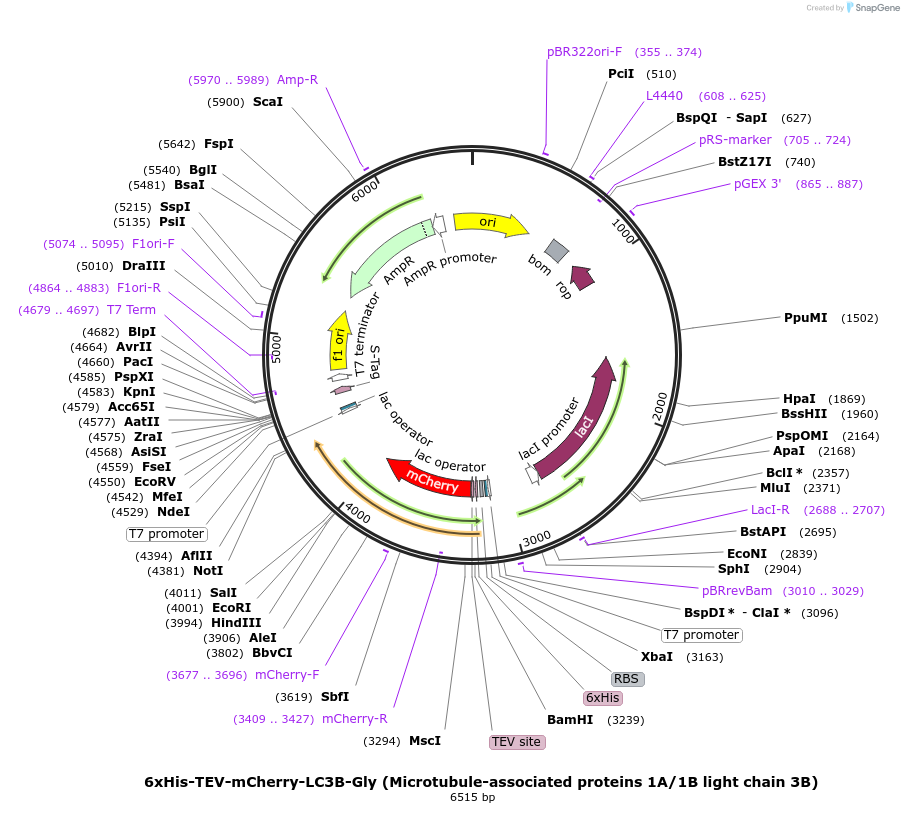 169168-plasmid-map-sequence-id-332048