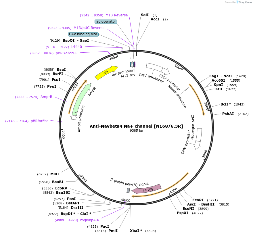 114505-plasmid-map-sequence-id-332083